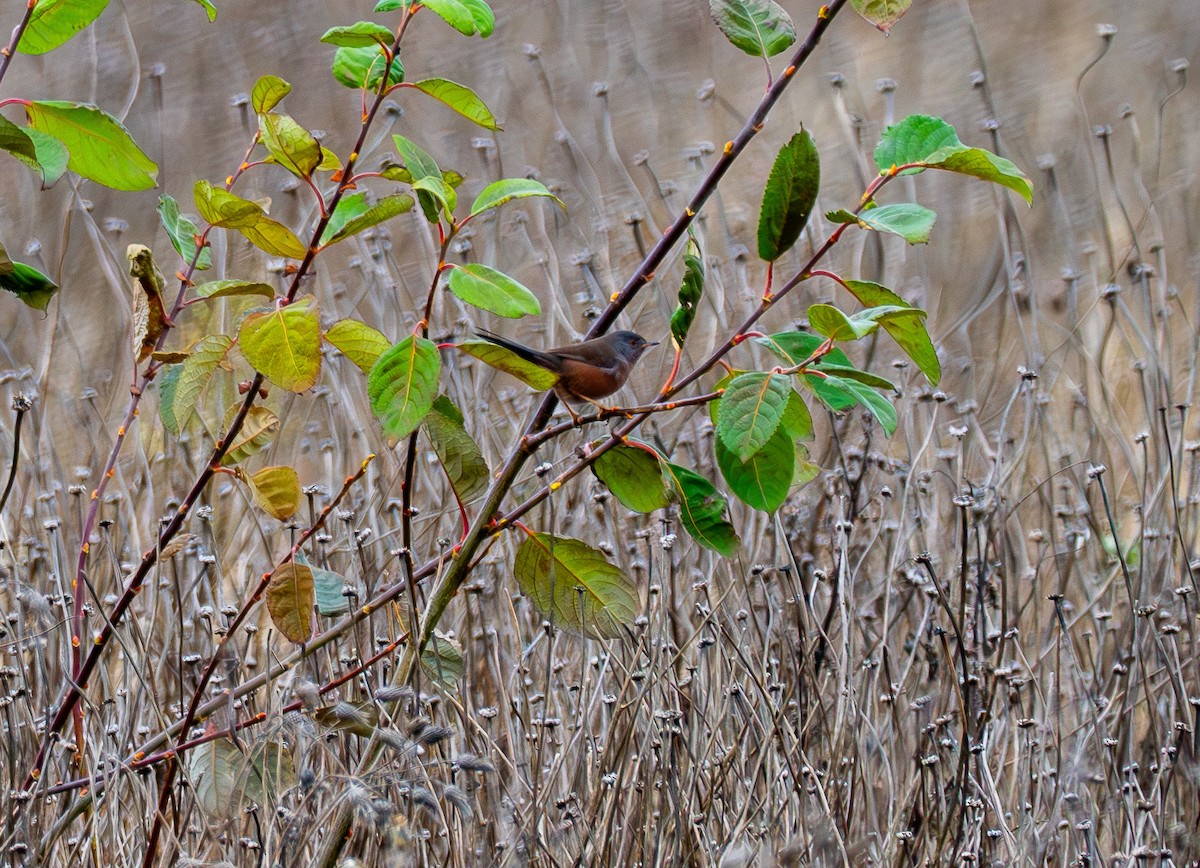 Magnanina comune - ML645937988