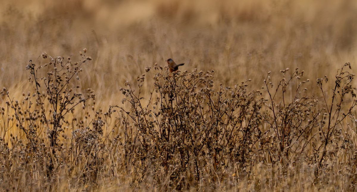 Magnanina comune - ML645937989