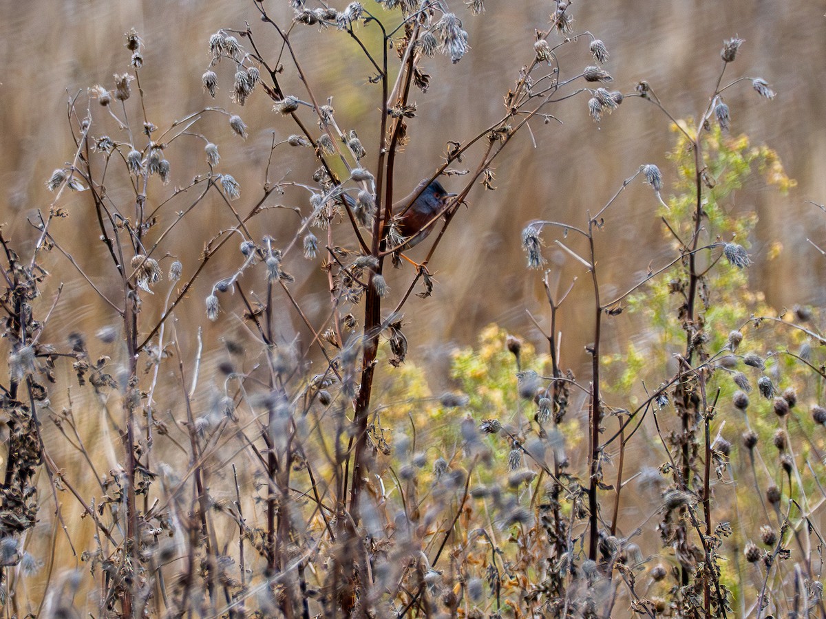 Magnanina comune - ML645937990