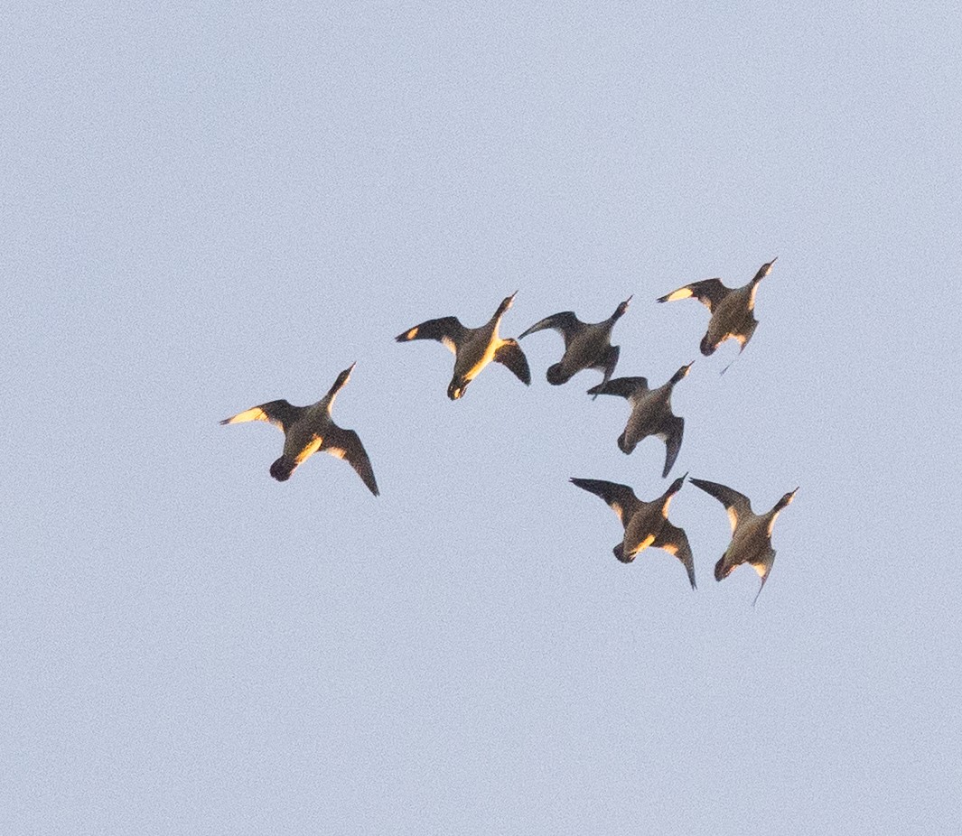 Common Merganser - ML645937996