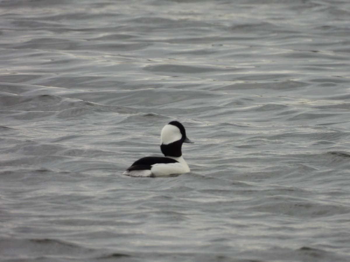 Bufflehead - ML645937999