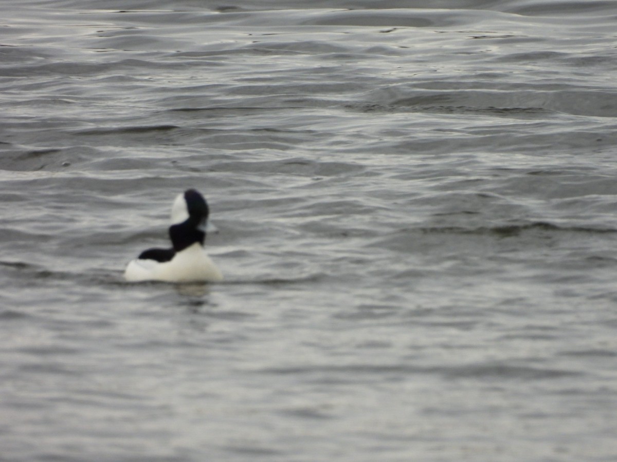 Bufflehead - ML645938000