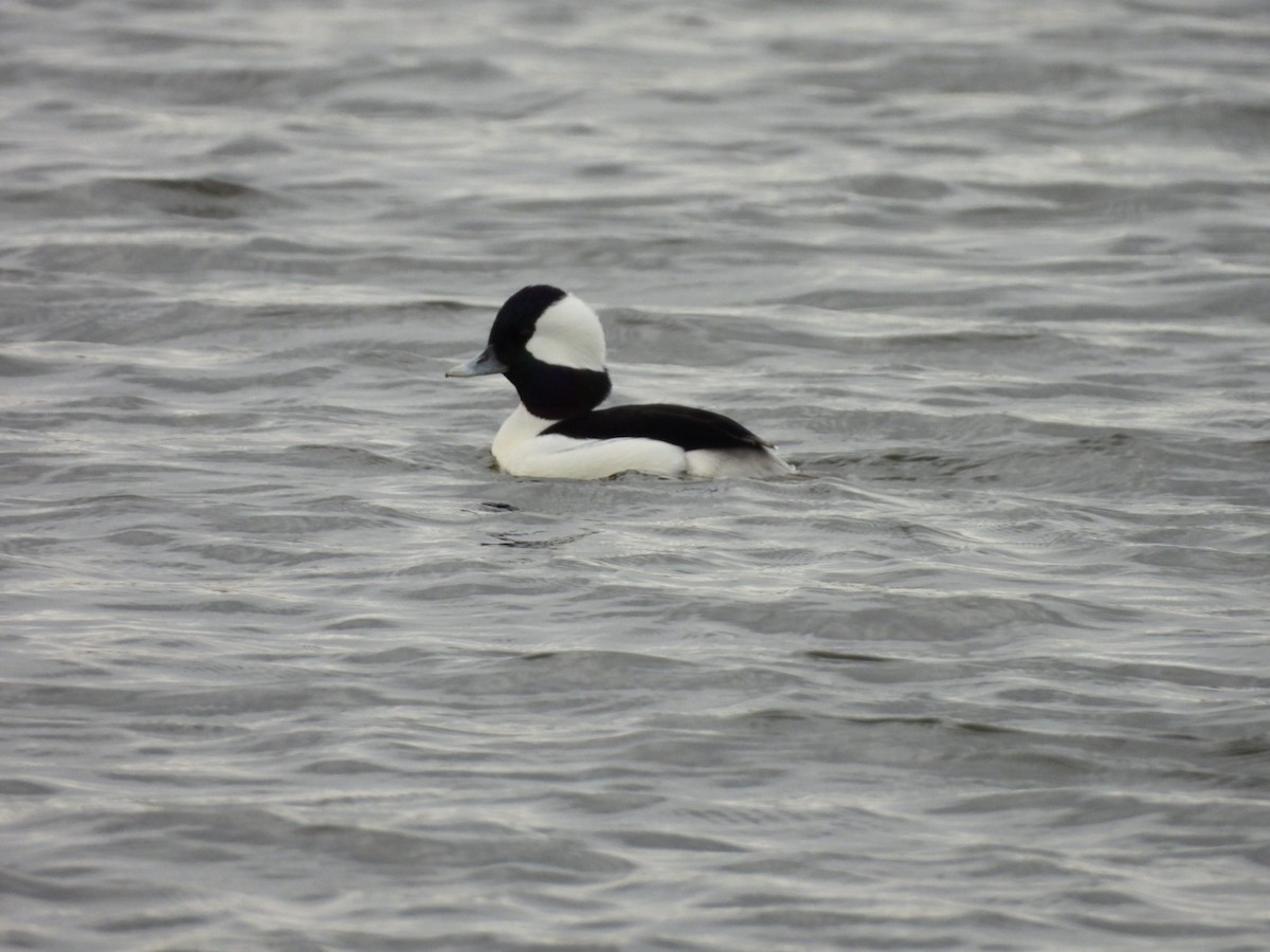 Bufflehead - ML645938001