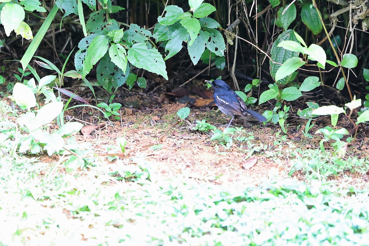 Madagascar Magpie-Robin - ML645938004