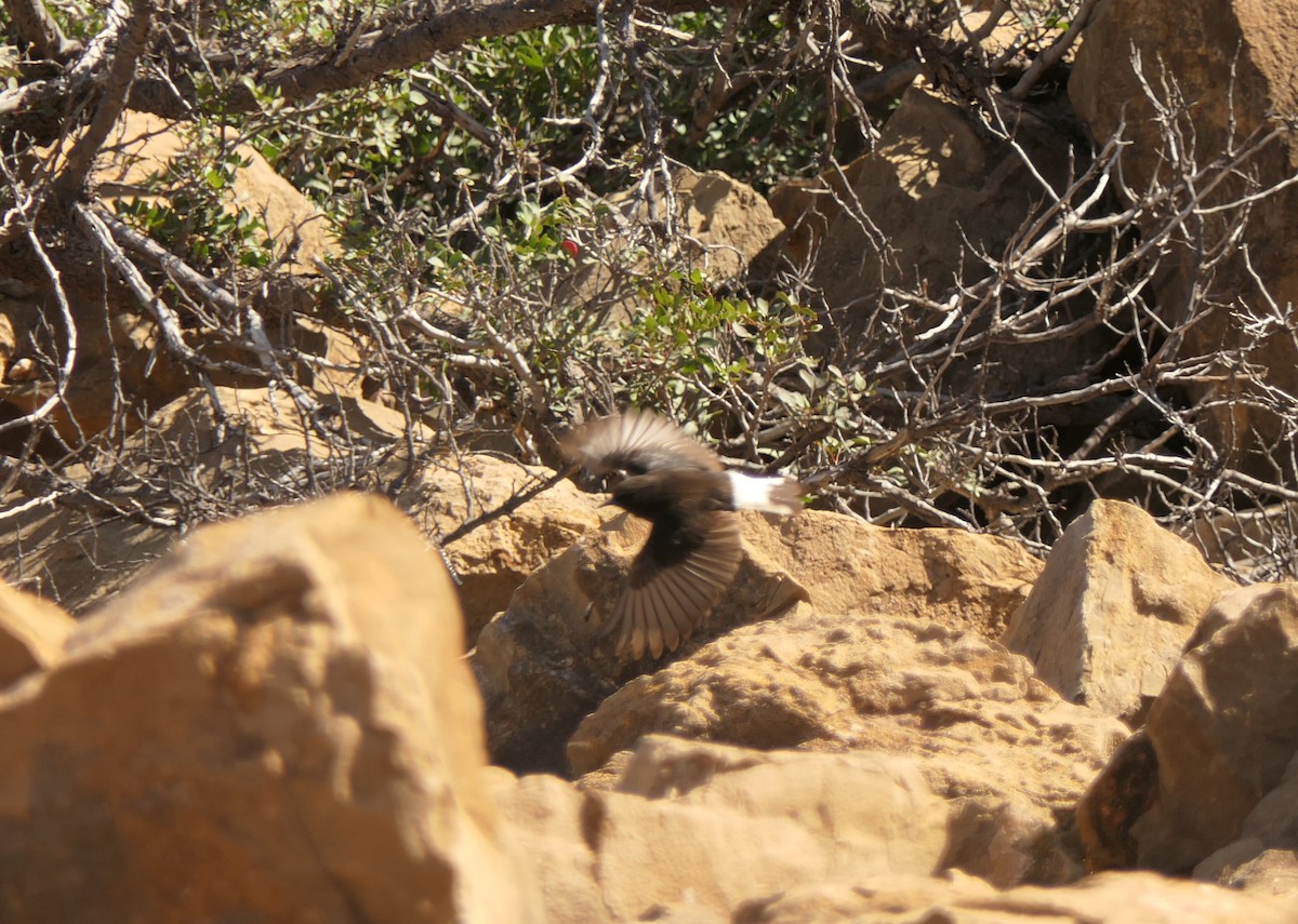 Black Wheatear - ML645938005