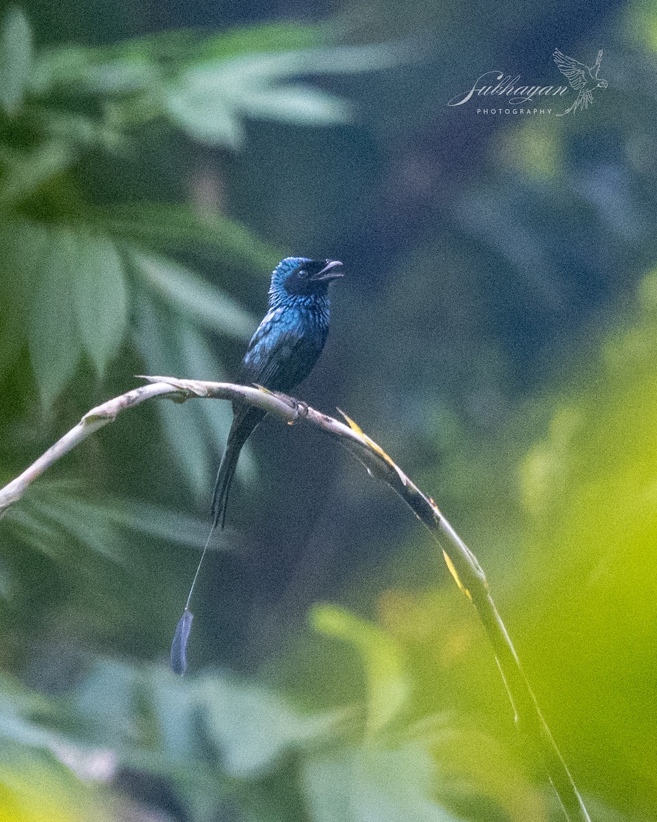 Lesser Racket-tailed Drongo - ML645938007