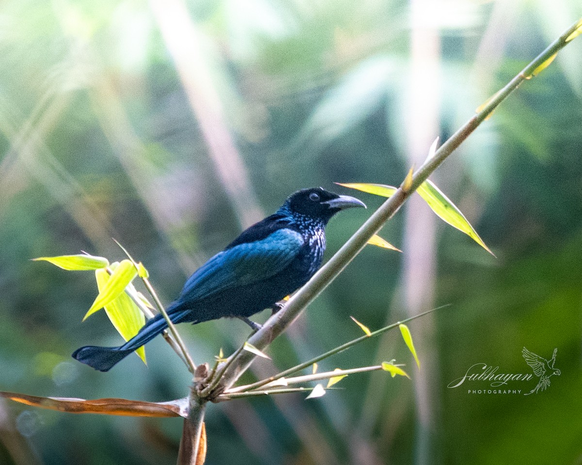 Hair-crested Drongo - ML645938012