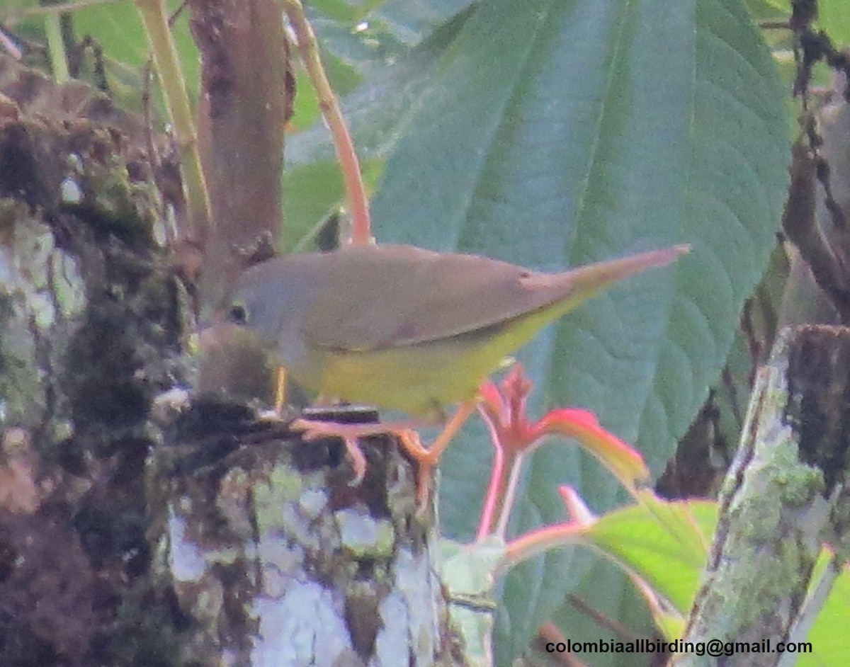 Цитринка чорновола - ML645938016