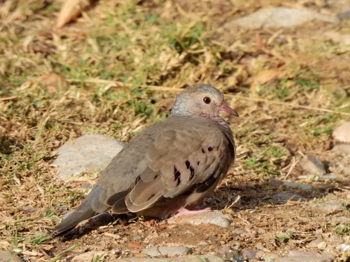 Common Ground Dove - ML645938018