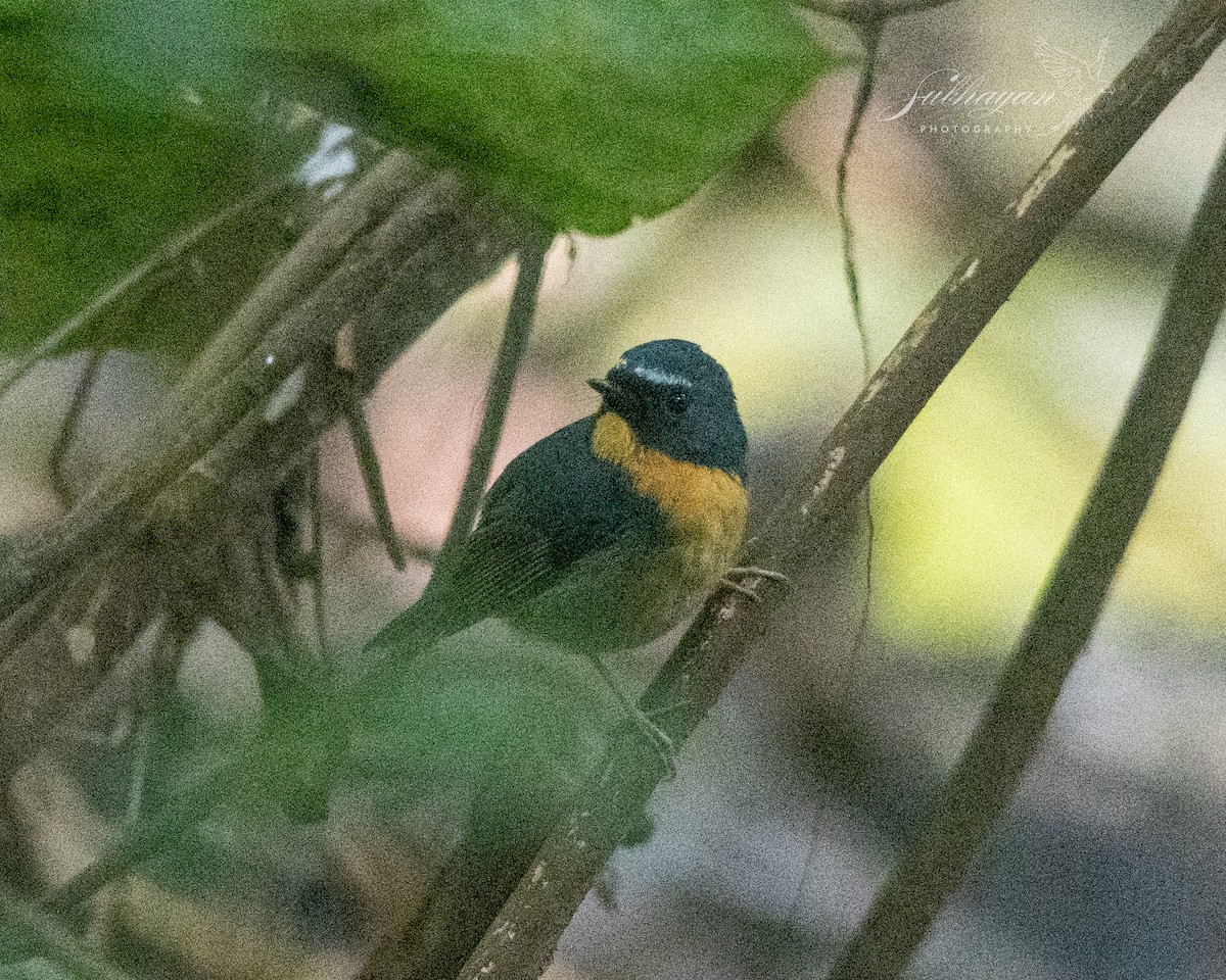 Snowy-browed Flycatcher - ML645938022