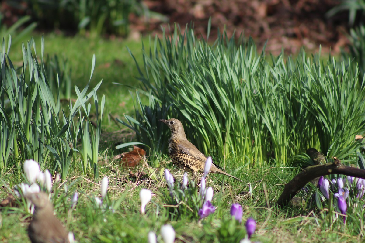 Grive draine - ML645938024