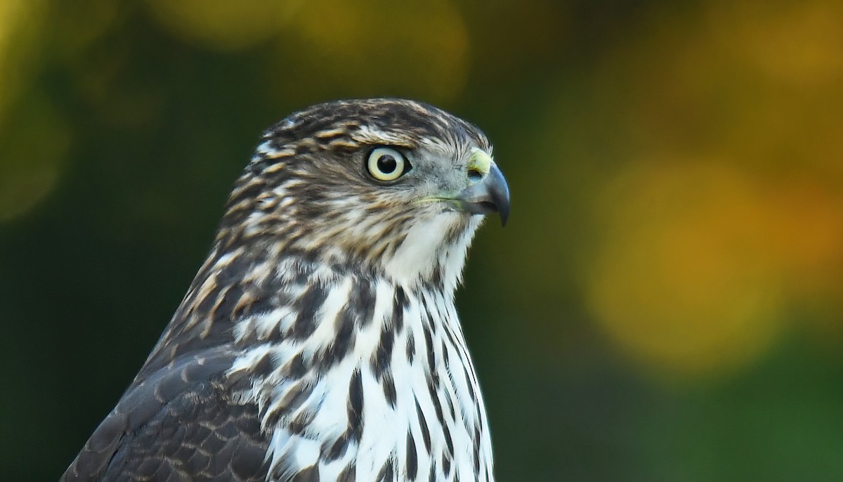 Cooper's Hawk - ML645938035