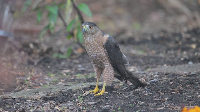 Cooper Atmacası - ML645938036