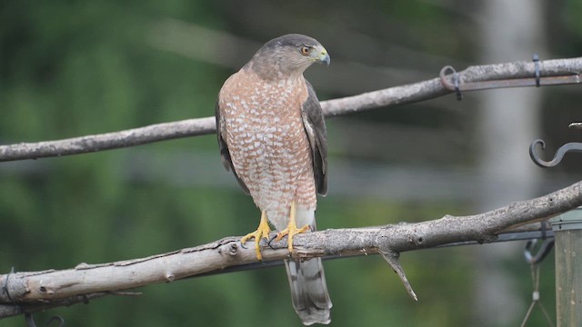 Cooper Atmacası - ML645938037