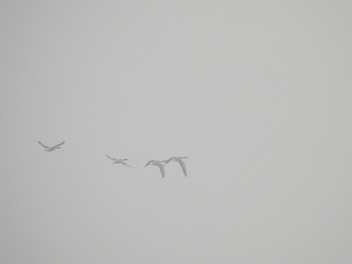 Гуска сіра - ML645938045