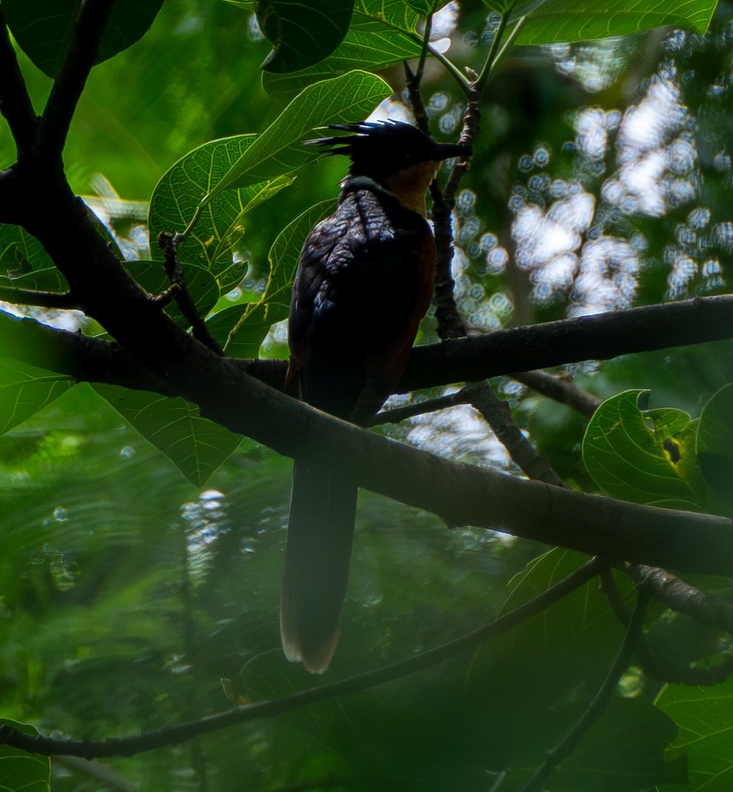 kukačka hnědokřídlá - ML645938047