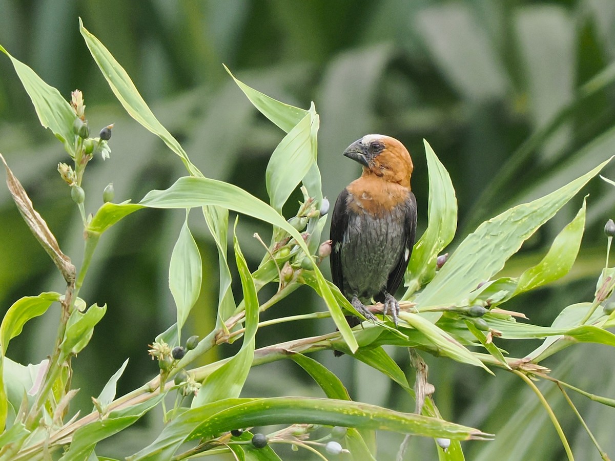Ткачик білолобий - ML645938049