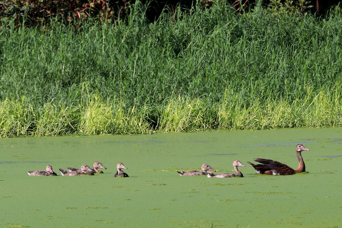 Шпорокрил - ML645938050