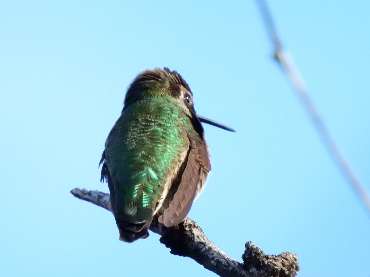 Каліпта рубіновоголова - ML645938051