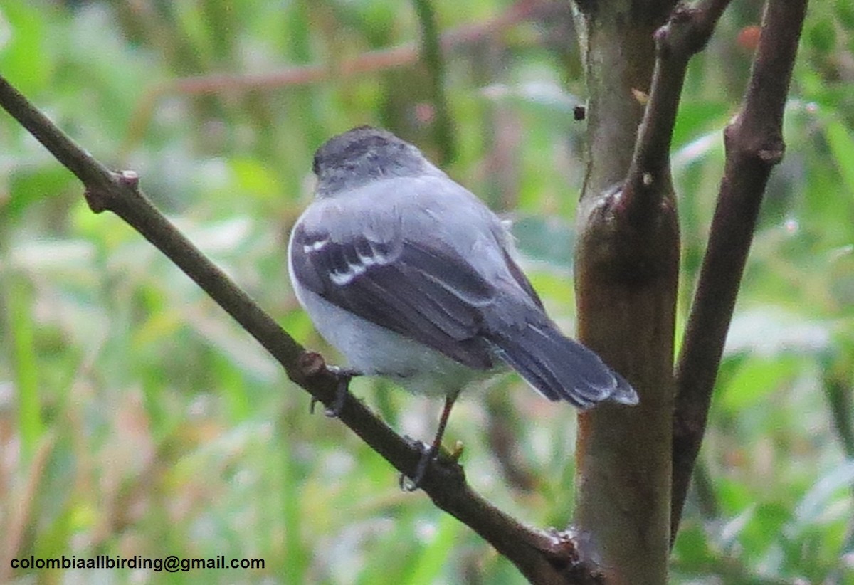 Тираник сірий - ML645938052