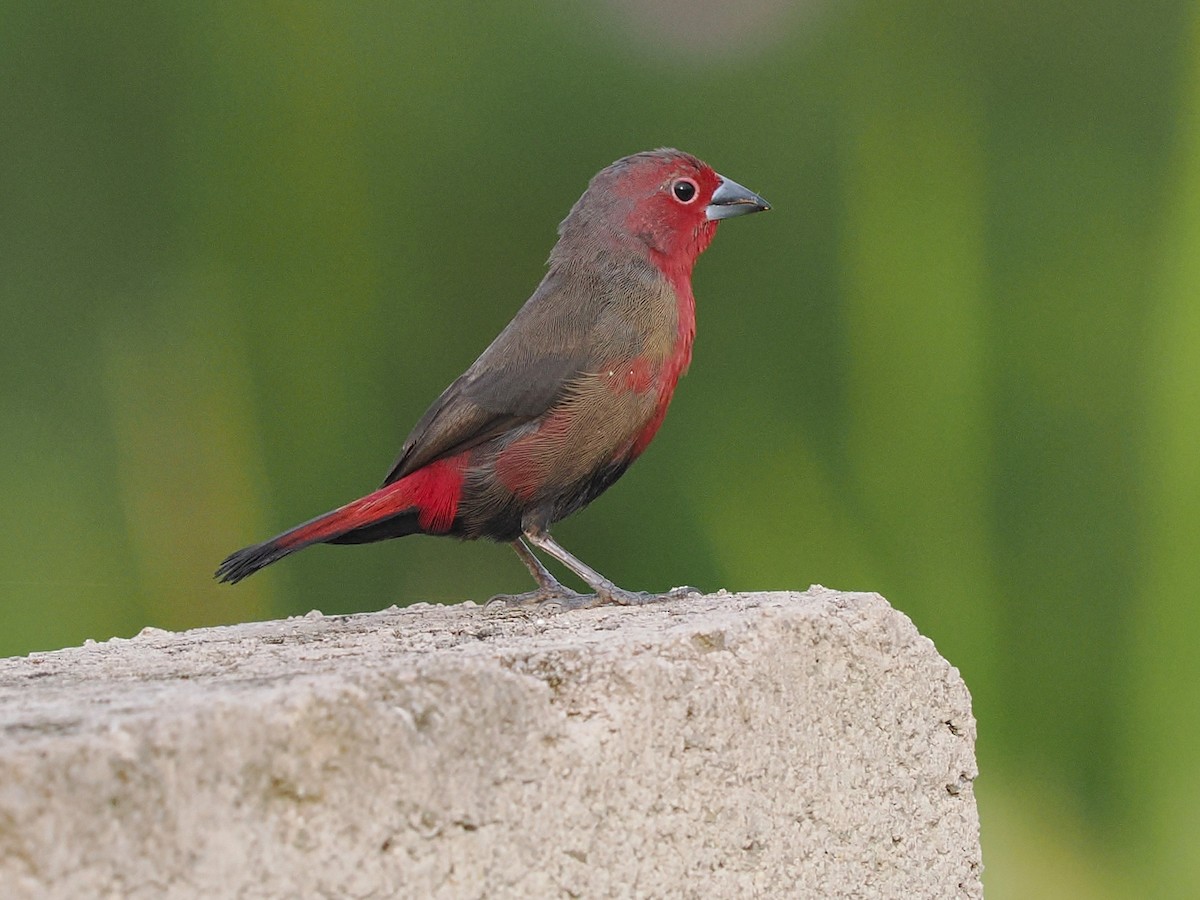 Амарант червоний - ML645938055