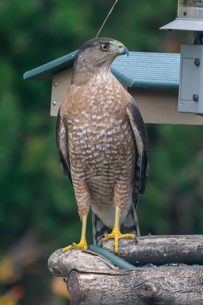 Яструб чорноголовий - ML645938056