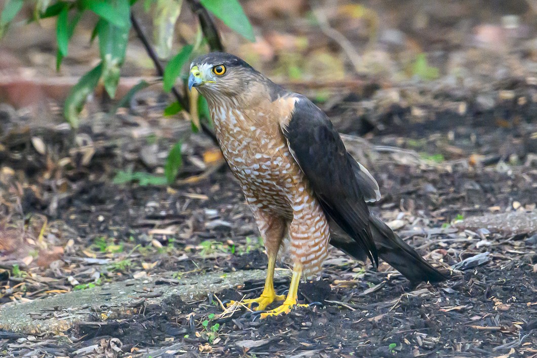 Яструб чорноголовий - ML645938057