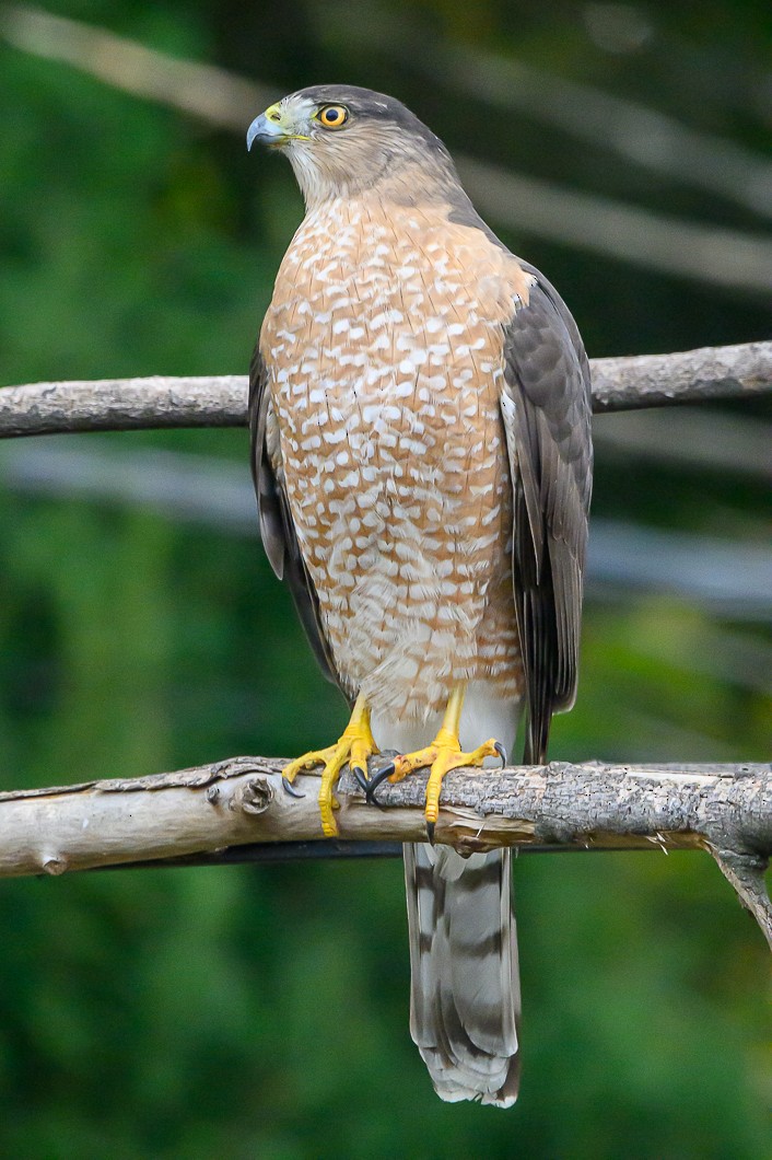 Яструб чорноголовий - ML645938058