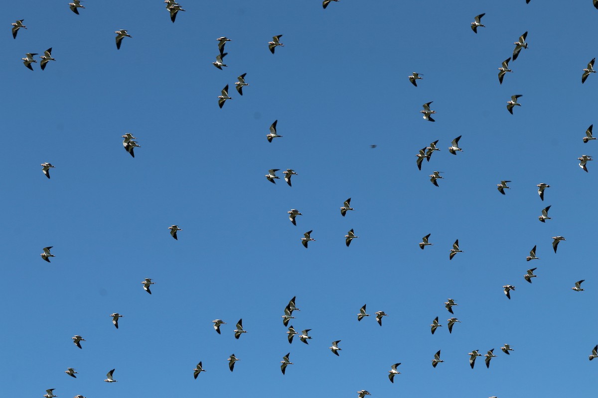 Чайка чорнокрила - ML645938059