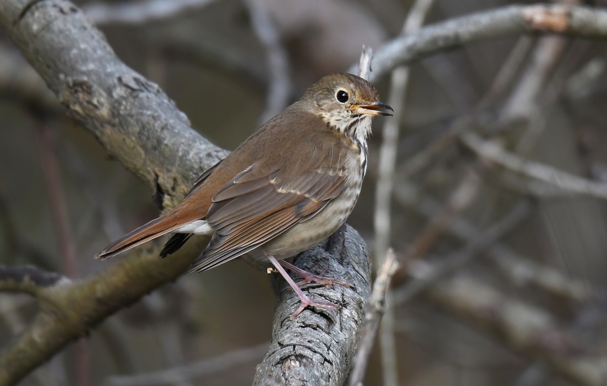 Дрізд-короткодзьоб плямистоволий - ML645938061