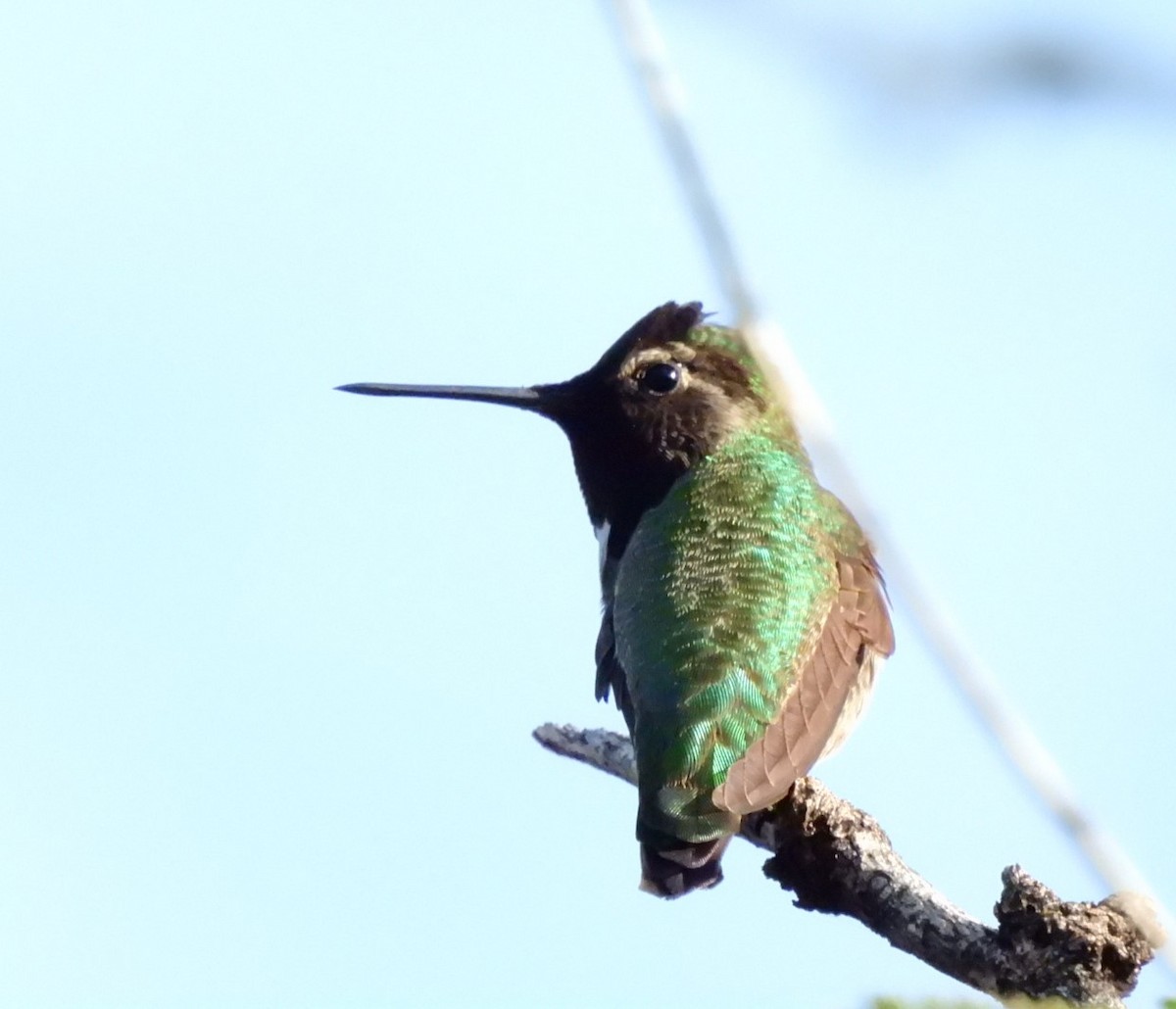 Каліпта рубіновоголова - ML645938064