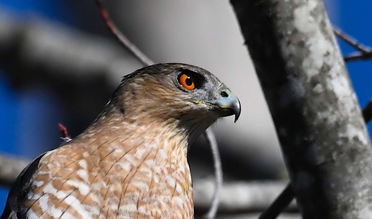 Яструб чорноголовий - ML645938066