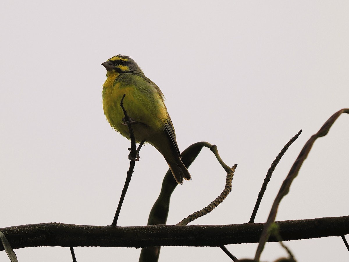 Щедрик жовтолобий - ML645938067