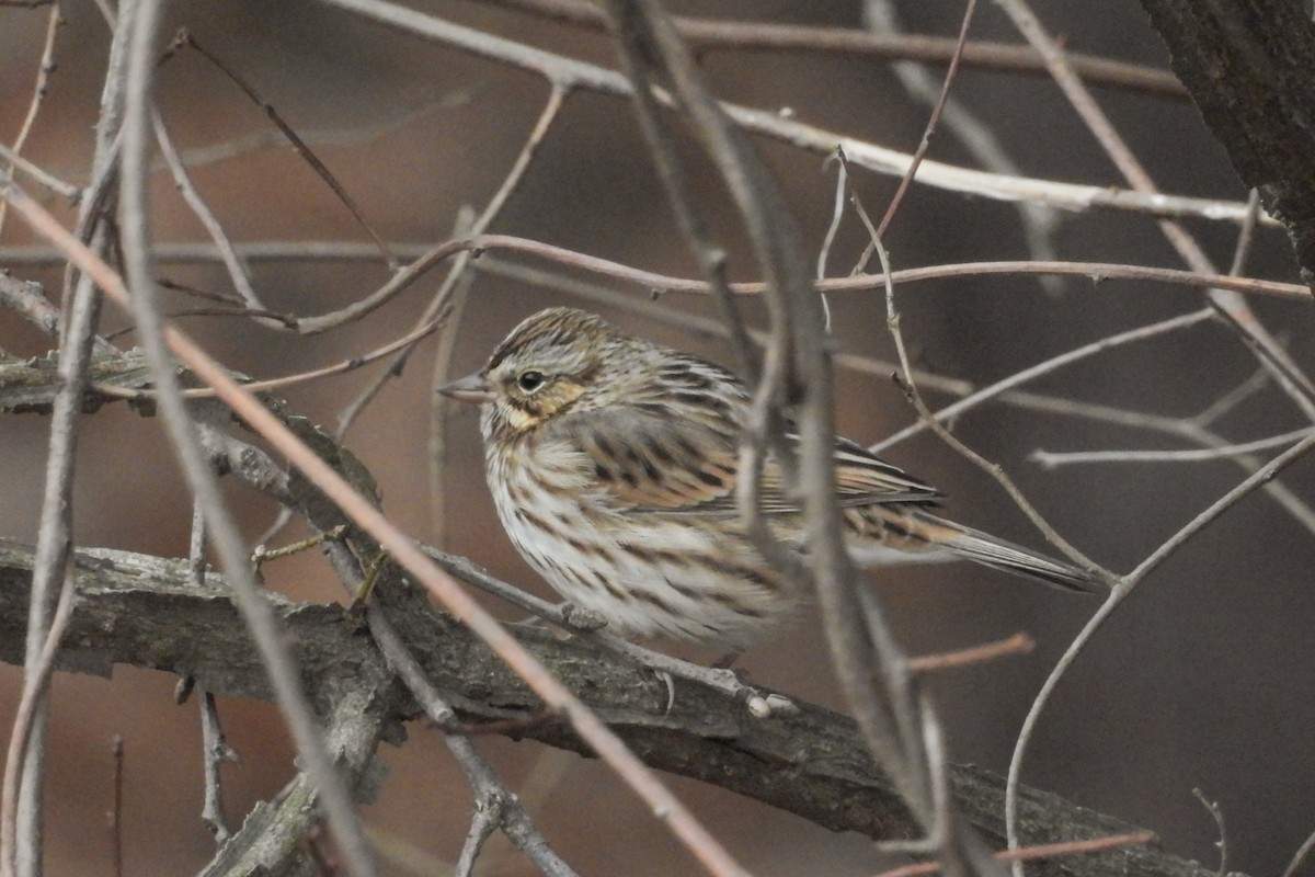 Пасовник савановий - ML645938071