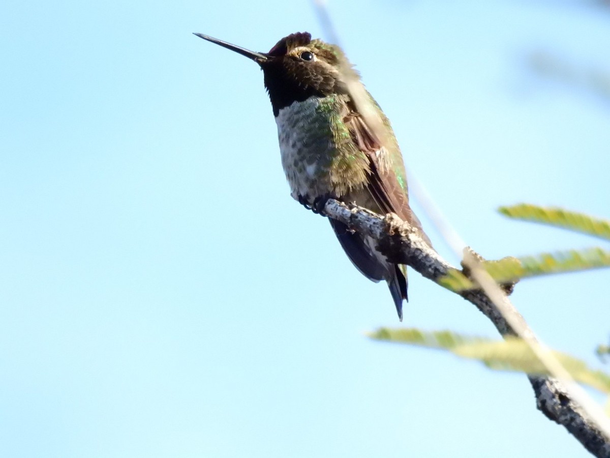 Каліпта рубіновоголова - ML645938073