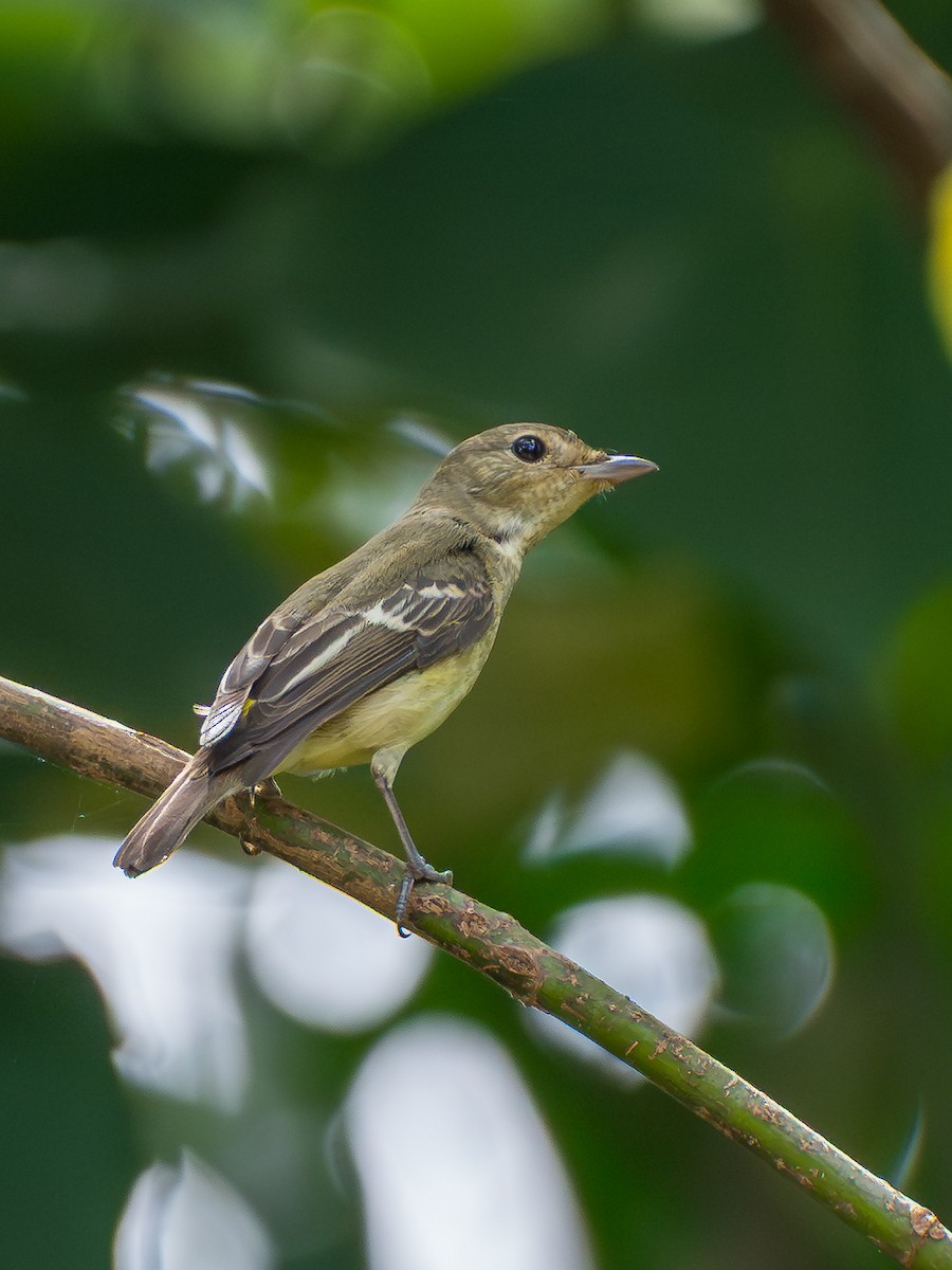 Мухоловка даурська - ML645938074