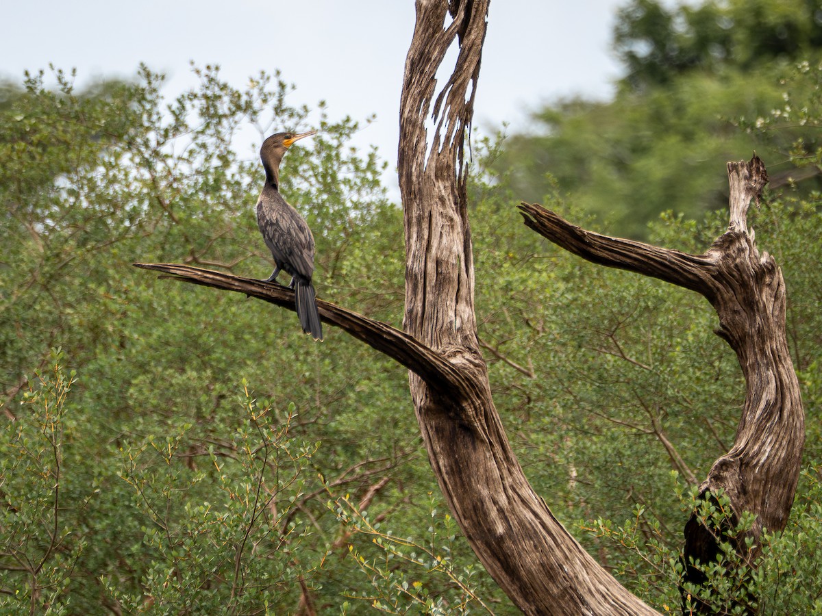 Баклан бразильський - ML645938075