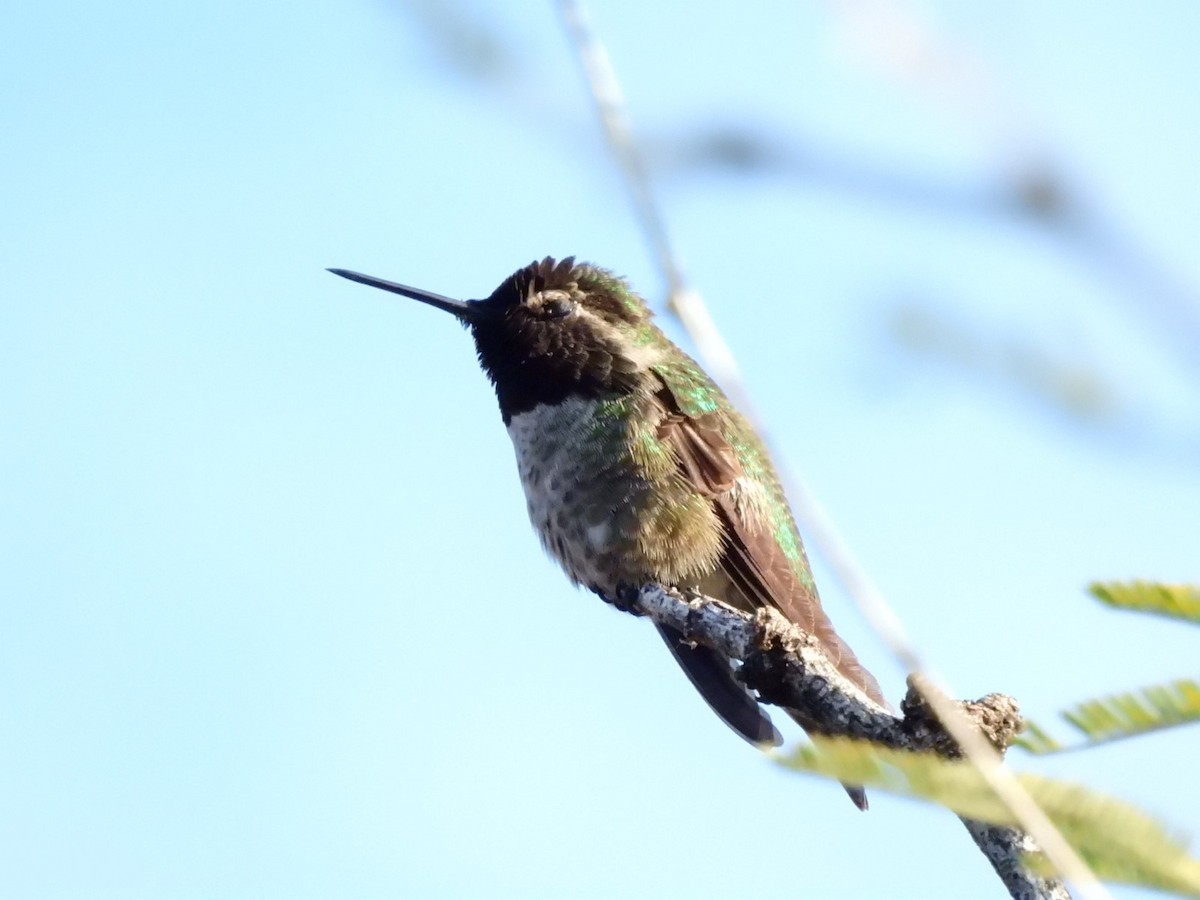 Каліпта рубіновоголова - ML645938077