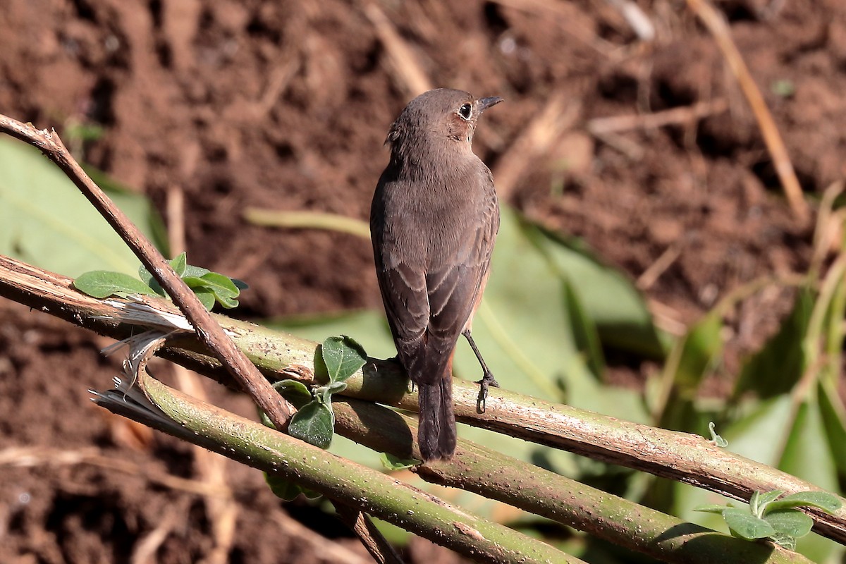 Кам'янка рудохвоста - ML645938079