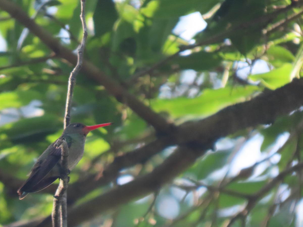 Колібрі-сапфір золотистий - ML645938080