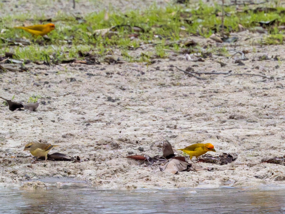 Посвірж червонолобий - ML645938081