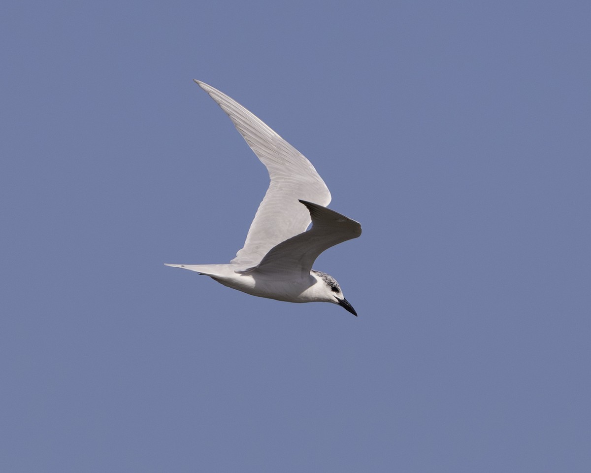 Крячок чорнодзьобий - ML645938082