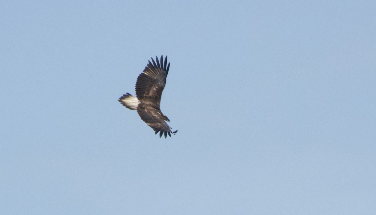 Орлан білочеревий - ML645938083