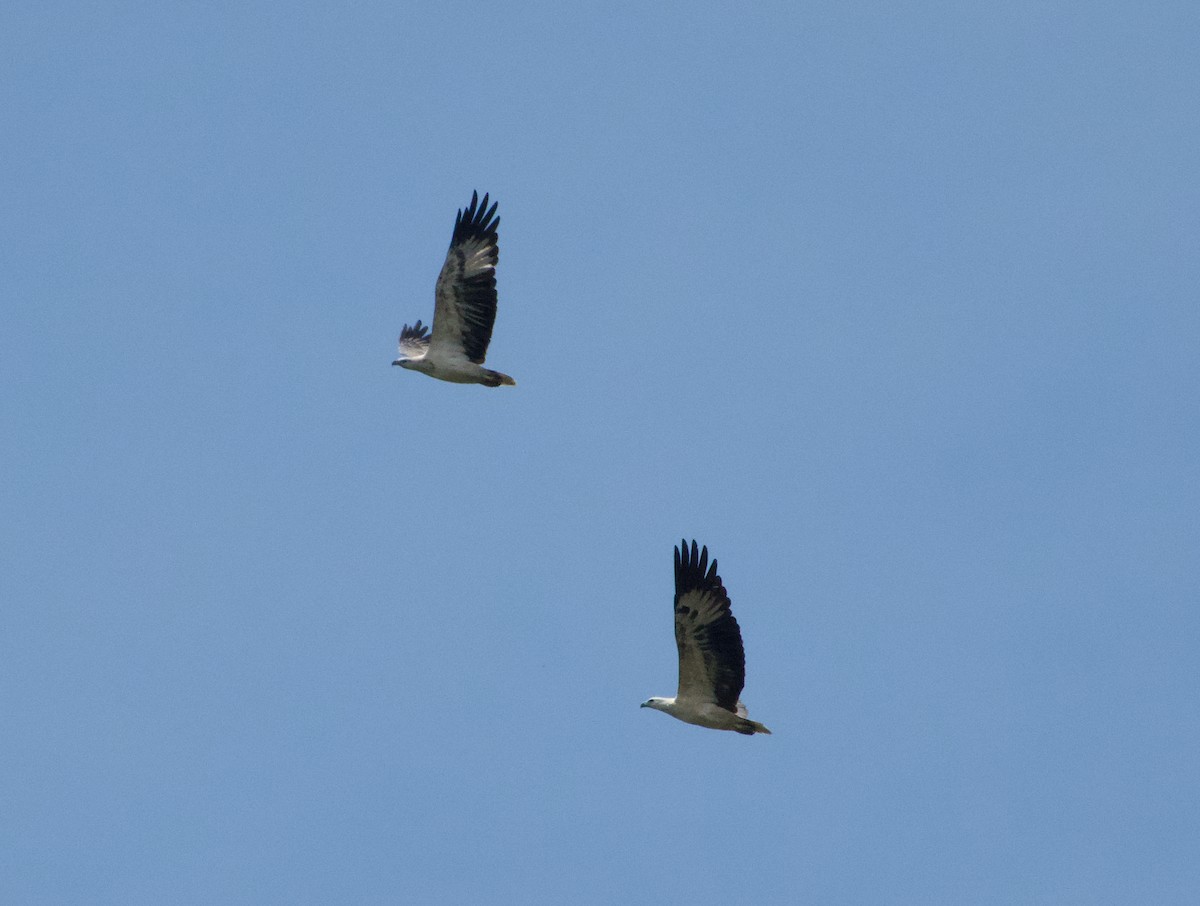 Орлан білочеревий - ML645938085