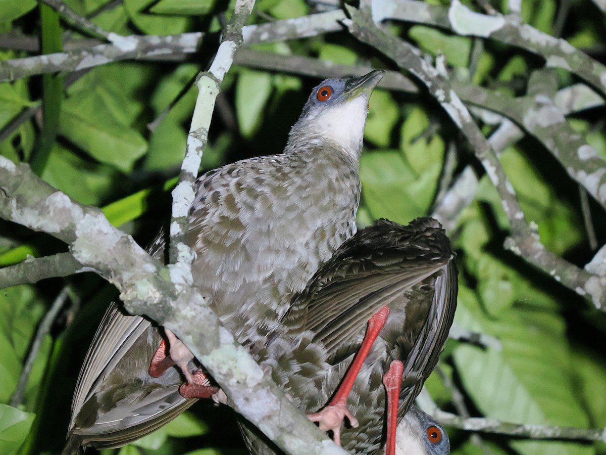 Пастушок червононогий - ML645938087