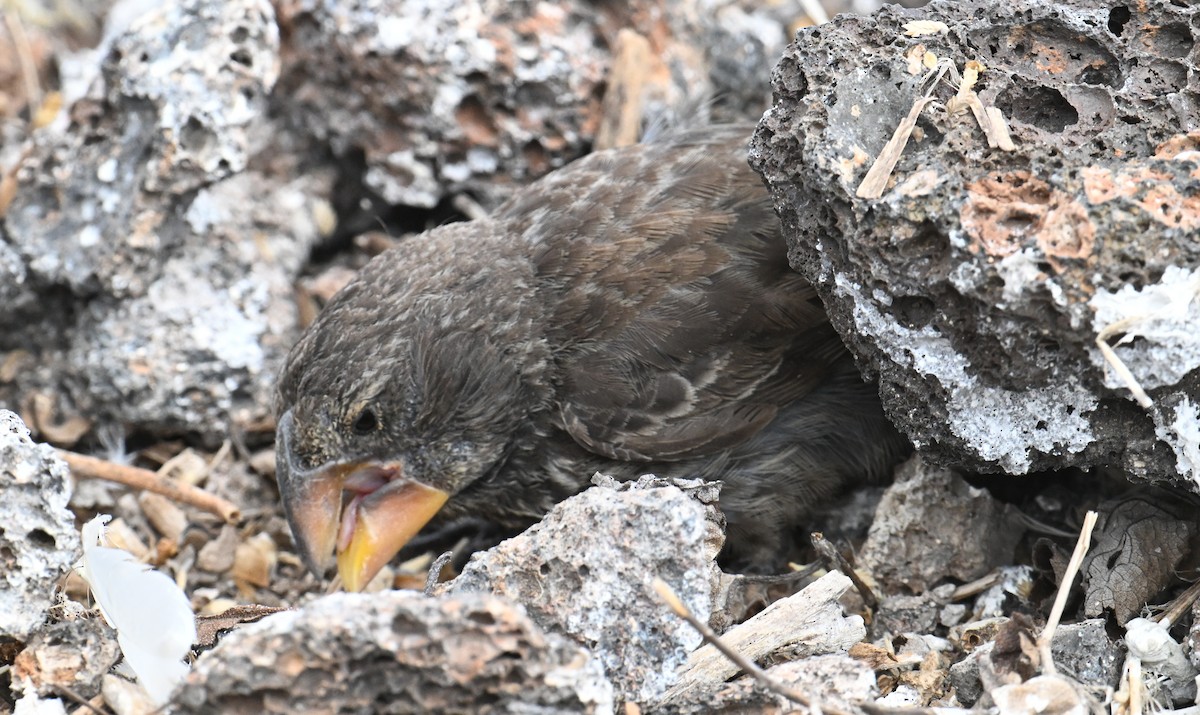 Землянчик опунцієвий - ML645938088