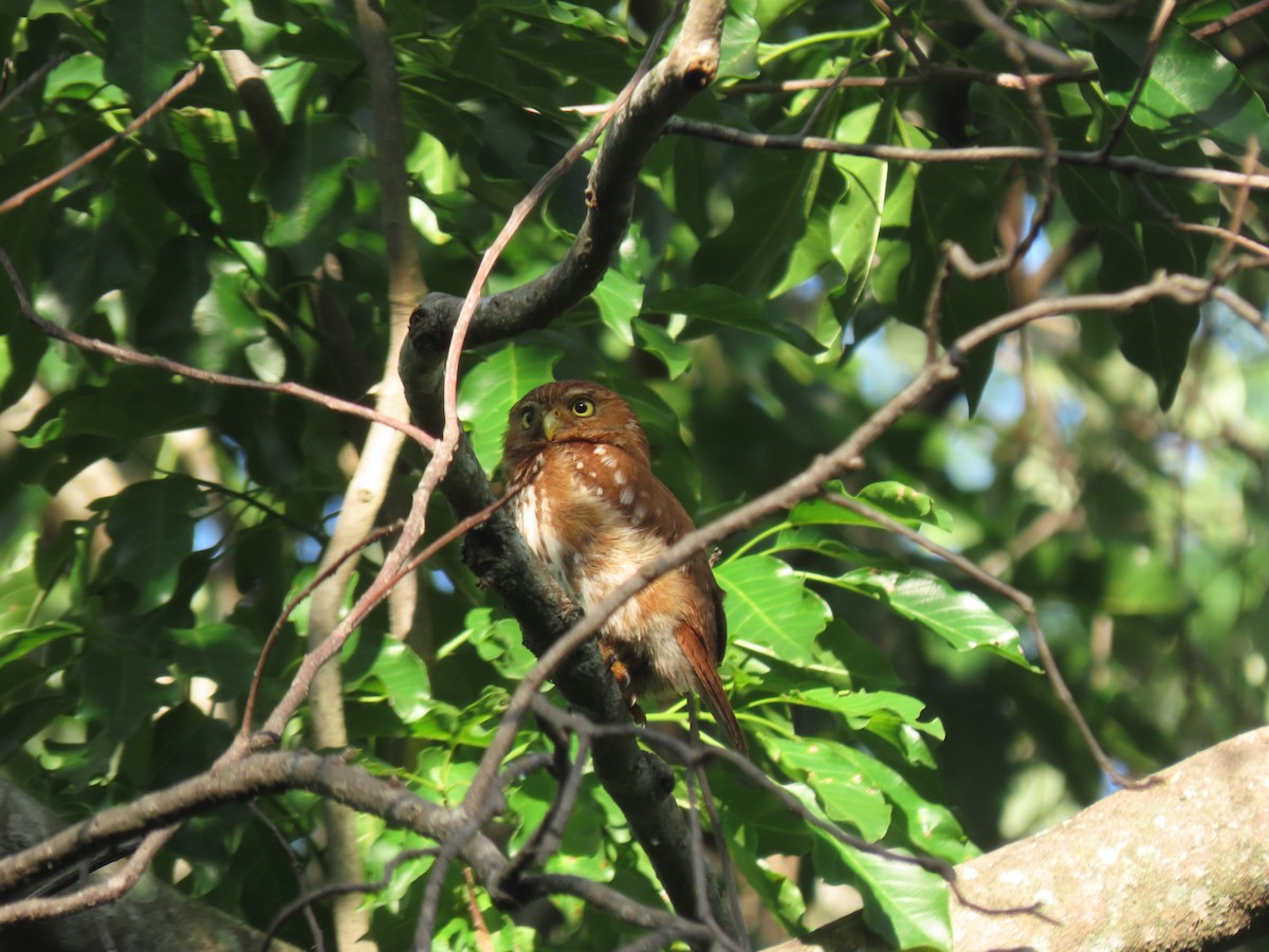 Ferruginous Pygmy-Owl - ML645938092