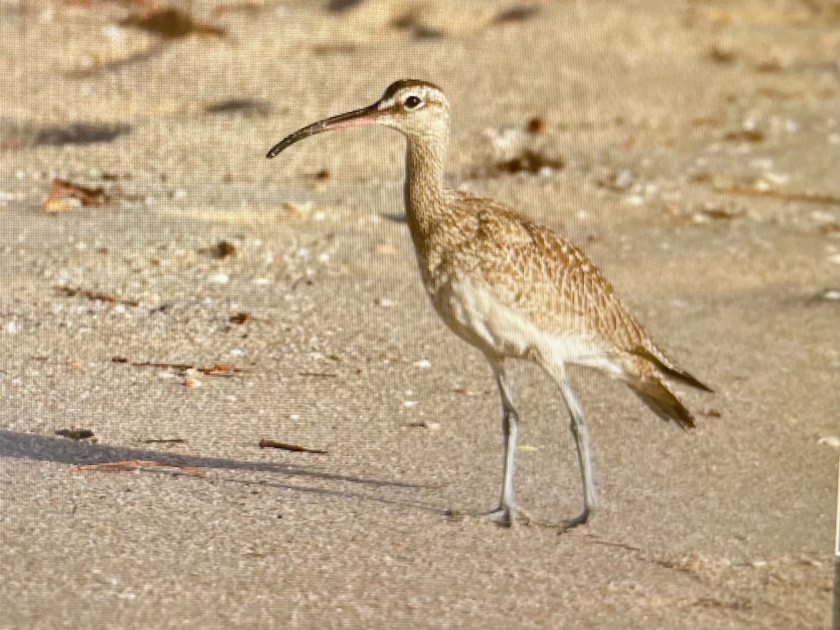 Hudsonian Whimbrel - ML645938093