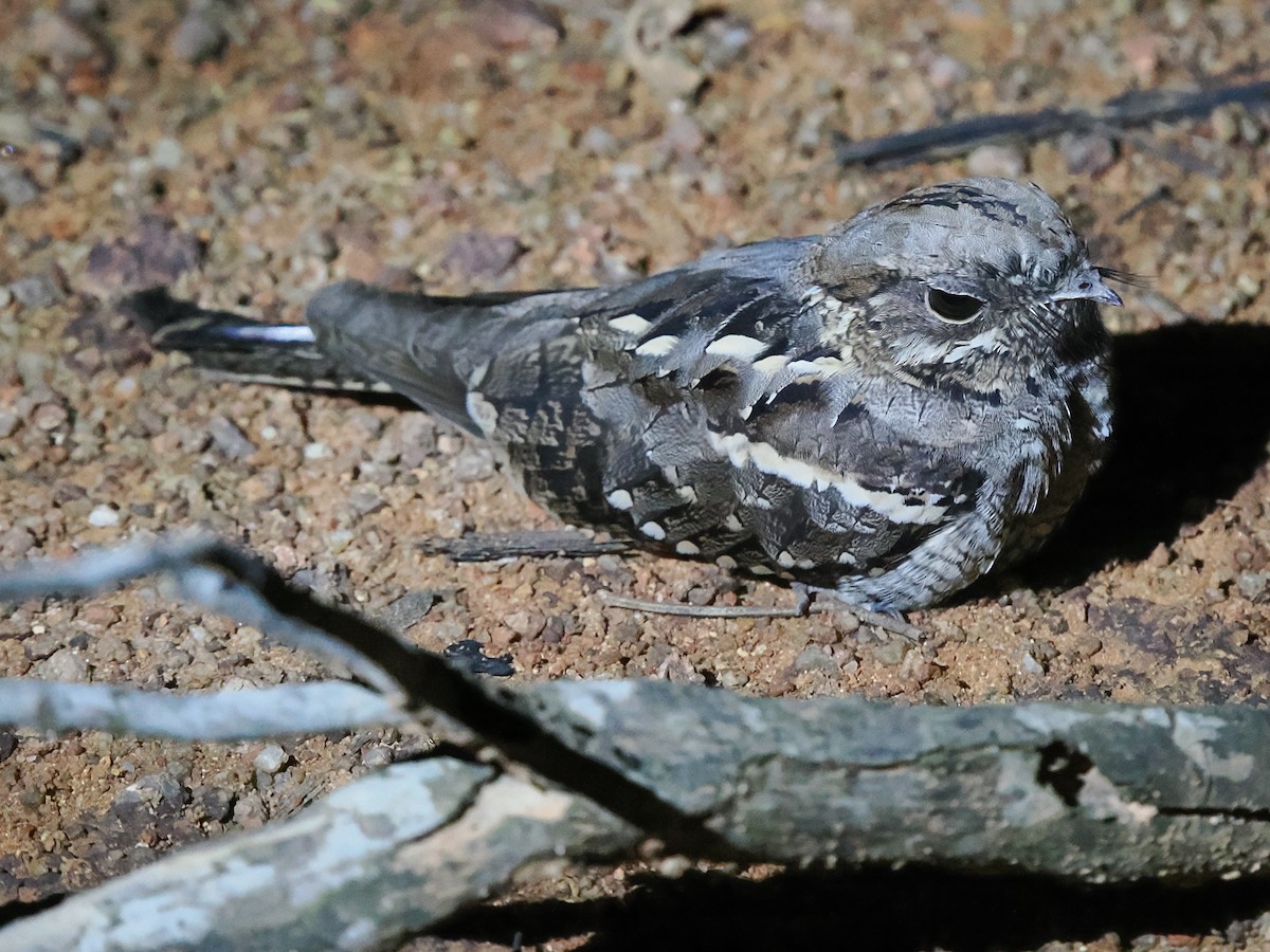 Long-tailed Nightjar - ML645938097