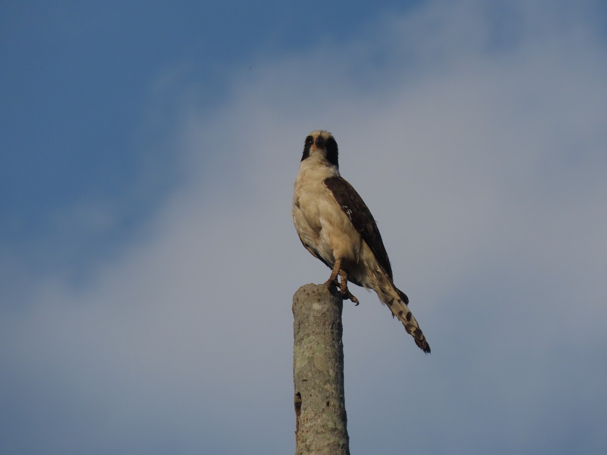 Laughing Falcon - ML645938098